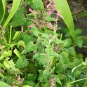 Agastache x 'Raspberry summer'